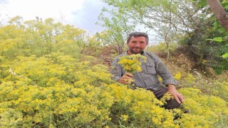 Köy usulü kantaron yağına yoğun ilgi