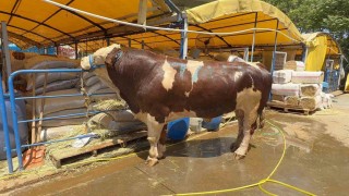 Kurban pazarının şampiyonu oldu: 1 ton 200 kiloluk dana 420 bin TLye alıcı buldu