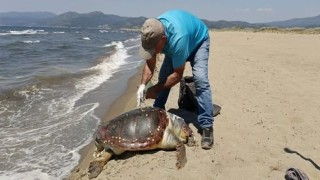 Kuşadasında deniz kaplumbağası kıyıya vurdu