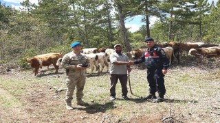 Kütahyada kayıp büyükbaş hayvanlar dronla bulundu