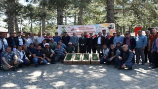 Kuyucakta 220 bin domates fidesi dağıtıldı