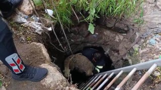 Kuyuya düşen koyun itfaiye ekipleri tarafından kurtarıldı