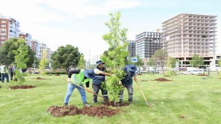 Mahabad Bulvarında peyzaj çalışmaları devam ediyor