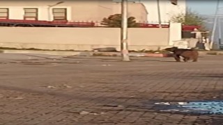 Mahalleye inen bozayı çöpte yiyecek aradı