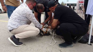 Malatyada etkinlikte pitbull dehşeti: Bir kadın yaralandı