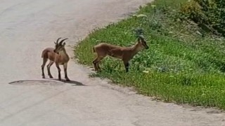 Malatyada, yaban keçileri kayısı bahçesine indi