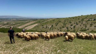 Malatyada yetiştiriciler yayla yoluna çıktı