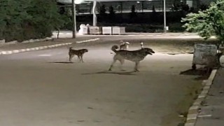 Malkara OSBde gece saatlerinde toplanan köpekler tedirginliğe neden oluyor