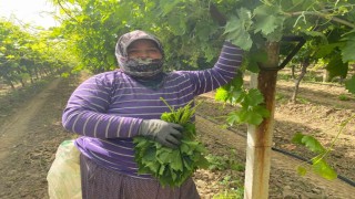 Manisada bağ yaprağı hediyelik oldu