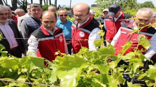 Manisada zirai donun yaraları sarılıyor