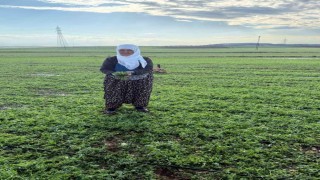 Mardinde 40 bin dekar arazi dolu yağışından etkilendi