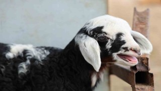 Meraya dökülen zehir 77 koyunu telef etti, onlarca kuzu annesiz kaldı