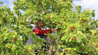 Misafir kirazında hasat vakti