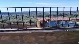 Muğlada kaçak maymun alarmı jandarma ve mahalleli seferber oldu