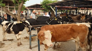 Muğlada kurban kesim ücretleri belli oldu