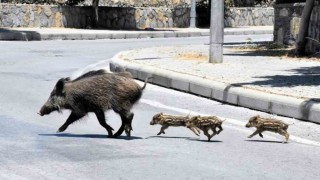 Muğlada yaban domuzlarıyla mücadele kararı