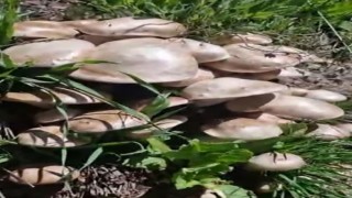 Munzur Dağlarında mantar tarlasına denk geldi