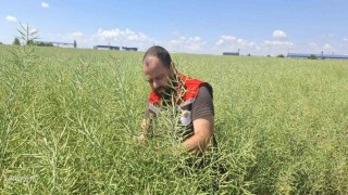 Muratlıda kanola tarlalarında güve tehlikesi
