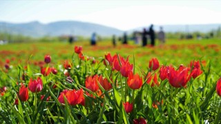 Muşta 20 günlük lale devri başladı