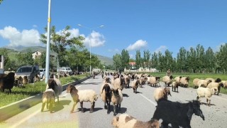 Muşta küçükbaş hayvan sürüleri trafiği tehlikeye düşürüyor