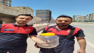 Mutfakta görülen yılan, paniğe neden oldu