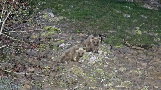 Nemrutun maskot ayıları kış uykusundan uyandı