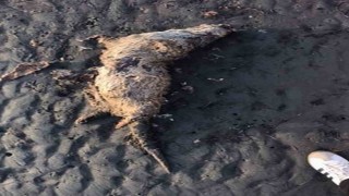 Nesli tehlike altında olan su samuru sahilde ölü bulundu