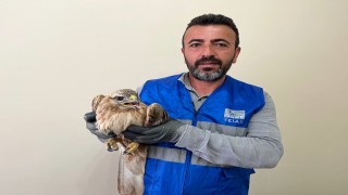 Niğdede bitkin halde bulunan kızıl şahin koruma altına alındı