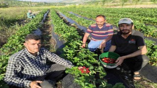 Organik Sason çileğinde hasat başladı