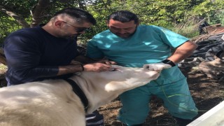 Ortaca Okçular Mahallesinde Brucella aşılaması gerçekleştirildi