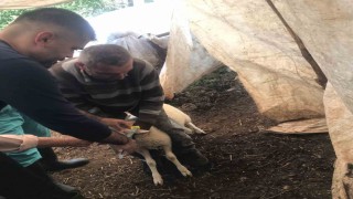 Ortacada küçükbaş aşılama ve kimliklendirme çalışmaları yapılıyor