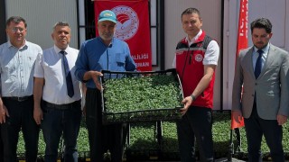 Osmaniye’de 100 Çiftçiye 118 Bin Domates Fidesi Dağıtıldı