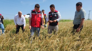 Osmaniye’de Dolu ve Sel Felaketi Tarım Arazilerini Vurdu