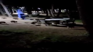 Piknikte karşılaştıkları domuz sürüsü panik oluşturdu