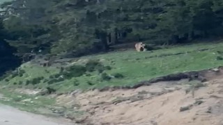 Rizeli muhtardan ayıya güzelleme: Köyümüzün ayısı, anam, paşam. Gel buraya