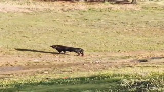 Sahibinin elinden kaçan ineği belediye ekipleri yakaladı