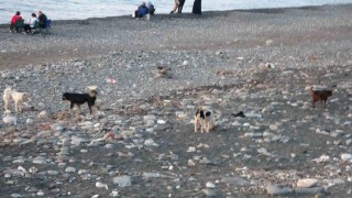 Sahile gidenler sokak köpeği tehdidi altında