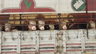 Salihlide kurbanlık nakli yapan araçlara sıkı denetim