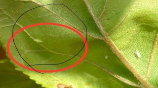 Salihlide üreticilere Fidan dip kurdu uyarısı