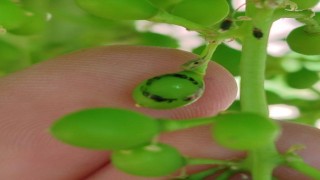 Salihlide üzüm üreticilerine ‘Salkım Güvesi uyarısı