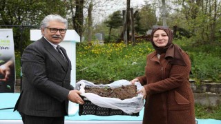Samsunda üreticilere 150 bin çilek fidesi desteği