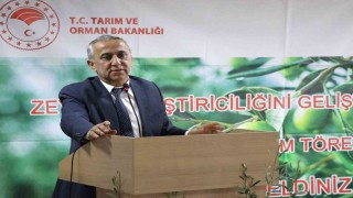 Samsunda zeytin yetiştiriciliği yeniden canlanıyor