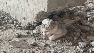 Şanlıurfada akıl almaz olay