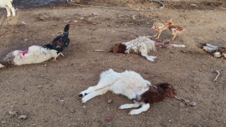 Şanlıurfada başıboş köpekler 33 kuzuyu telef etti