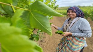 Sarıgölde evlerde salamura yaprak zamanı