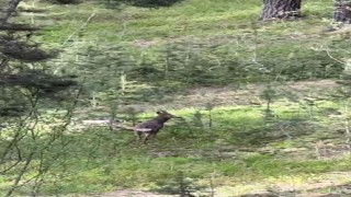 Sarıkamış ormanlarında yiyecek arayan karaca kameraya yansıdı
