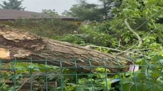 Siirtte şiddetli rüzgar ağaçları devirdi