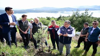 Sinopta 80 bin yabani zeytin ağacı aşılanacak