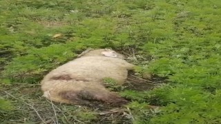 Sinopta başıboş köpekler 2 küçükbaş hayvanı telef etti