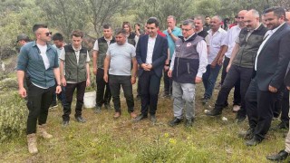 Sinopta Delice zeytinleri aşılanarak ekonomiye kazandırılıyor